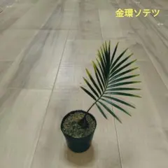 現品　蘇轍　ソテツ　ディオーン　スピヌロッサム　レア　メキシコソテツ　インテリア 現品 蘇轍 ソテツ ディオーン スピヌロッサム レア メキシコソテツ