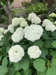 紫陽花 アナベル オーガニック苗 - メルカリ