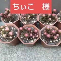 ちぃこ 様専用ページ
