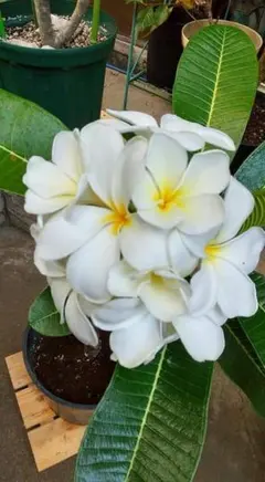 プルメリア Hawaii園芸品種 Daisy Wilcox 苗木 - メルカリ