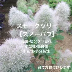 つるもも様 リクエスト 2点 まとめ商品