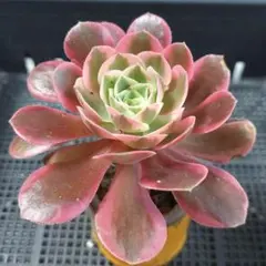 多肉植物 アエオニウム スイートプリンセス - メルカリ