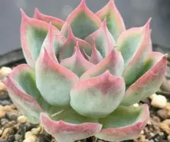 handome様おまとめ割 リクエスト 3点 まとめ商品