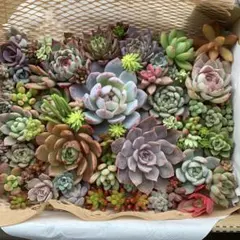 2025年最新】アリエル綴化の人気アイテム - メルカリ