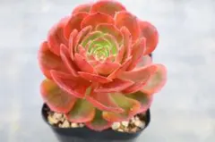 77 #観葉植物 アエオニウム錦❤️花月夜錦❤️1大頭9cm 拔き苗 - メルカリ
