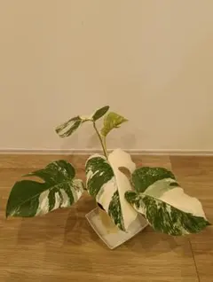 2026年最新】モンステラボルシギアナの人気アイテム - メルカリ