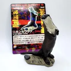 2025年最新】ニホンカワウソの人気アイテム - メルカリ