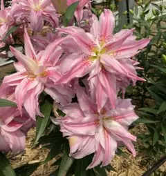 みきちゃん様 リクエスト 2点 まとめ商品