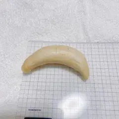 2025年最新】マッコウクジラの歯の人気アイテム - メルカリ