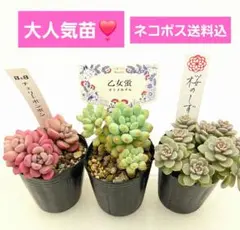 2026年最新】さくらんぼ 多肉の人気アイテム - メルカリ