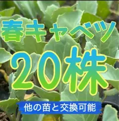 キャベツ苗 100本 冬魂 - メルカリ