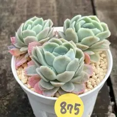 2026年最新】多肉植物エケベリア寄せ植えセット多肉弁当の人気アイテム