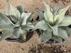アガベ オバティフォリア フロスティブルー 大株 Agave フロスティー