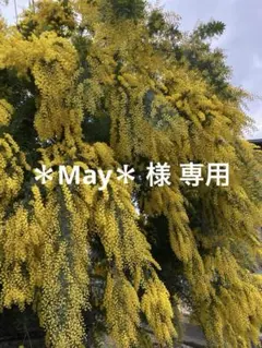 ＊May＊ 様 専用　銀葉アカシア