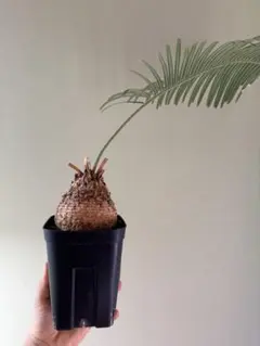 2026年最新】サイカス タイシルバーの人気アイテム - メルカリ