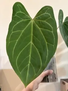 熱帯植物　アンスリウム　SKG シルバー　超ラメ脈 熱帯植物 アンスリウム SKG シルバー 超ラメ脈 - メルカリ