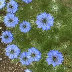 【花の種］一年草❤︎ニゲラ❤︎黒種草❤︎種100粒❤︎おまけの種つき
