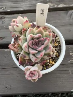 ☆kapi☆様 リクエスト 2点 まとめ商品