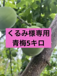 くるみ様専用青梅５㎏ 5月中旬以降発送　山梨県産のサムネイル