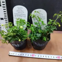 ジンたろ様 リクエスト 2点 まとめ商品