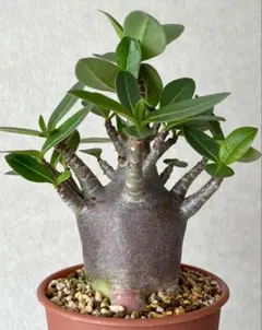 【激レア/ブラックスキン/ドワーフ 】アデニウム スーパーレッド A-9 鉢植え fit=scale-down,w=1200 塊根植物・コーデックス