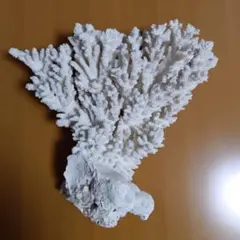 天然 盾サンゴ 置物 オブジェ
