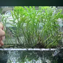 ボルビティスヒュディロティ山盛りセット 2025年最新】ボルビティス ヒュディロティの人気アイテム - メルカリ