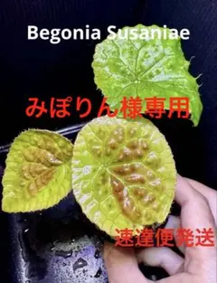 みぽりん様 リクエスト 2点 まとめ商品