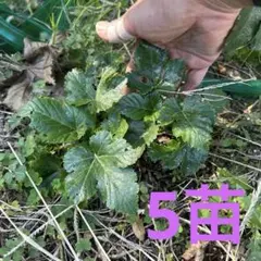 カジイチゴ抜き苗　小さめ5本　①