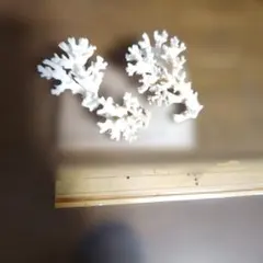 2026年最新】白珊瑚置物の人気アイテム - メルカリ