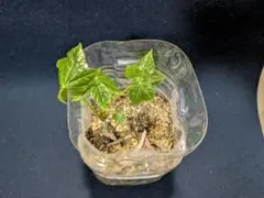 なか様 リクエスト 2点 まとめ商品