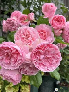 バラ苗 薔薇 さし木苗 小中輪 中香 四季咲き 匿名発送 - メルカリ