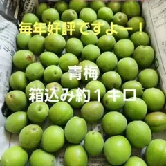 和歌山産 小梅 青梅 1kg 傷なし 送料込み - メルカリ