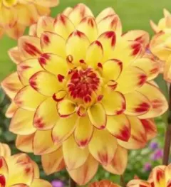 ぴょんママ様 リクエスト 3点 まとめ商品