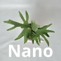 P. Willinckii Nano (spore) 【01】 - メルカリ