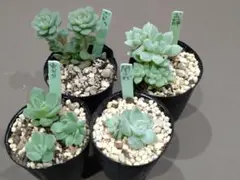 2025年最新】つぶつぶ 誾千代の人気アイテム - メルカリ