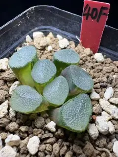 15a 多肉植物 ハオルチア　初霜万象錦　自家繁殖　鉢植え発送 1g 多肉植物 ハオルチア 初霜万象錦 自家繁殖 鉢植え発送 - メルカリ