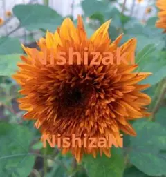 限定品【花の種】ひまわり　ダージリン　２０粒　珍しいブラウン系八重ヒマワリのサムネイル