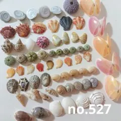 ウニ殻 工作素材