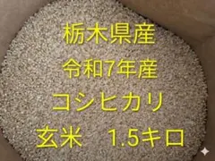 【農家直送】令和7年 栃木県産 コシヒカリ 玄米 1.5キロのサムネイル