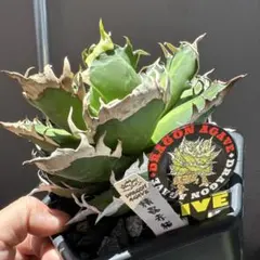 アガベ チタノタ 観葉植物 子株 カキコ 毒蛇 - メルカリ