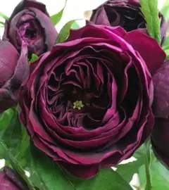 2025年最新】薔薇の苗の人気アイテム - メルカリ