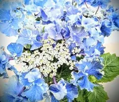 花苗】ハイドランジア スターリットスカイ タグ付き正規品 紫陽花