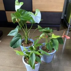 2025年最新】アンスリウムレッドの人気アイテム - メルカリ