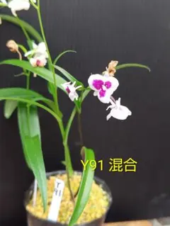 ウチョウラン　混合ポット　Y91のサムネイル