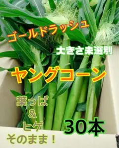 収穫日即日発送 新鮮朝採りヤングコーン50本 ゴールドラッシュのベビー