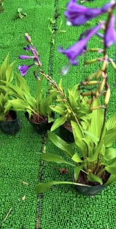 ギボウシ 苗 紫色の花 根付き　10苗 10苗 ギボウシ 根付き苗 紫の花 まもなく取り消します | Mercari