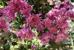 2026年最新】もってのほか 苗の人気アイテム - メルカリ