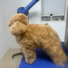 アイリッシュセッター 大型 犬 ぬいぐるみ リアル - メルカリ