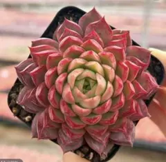 kuna koi様 リクエスト 6点 まとめ商品